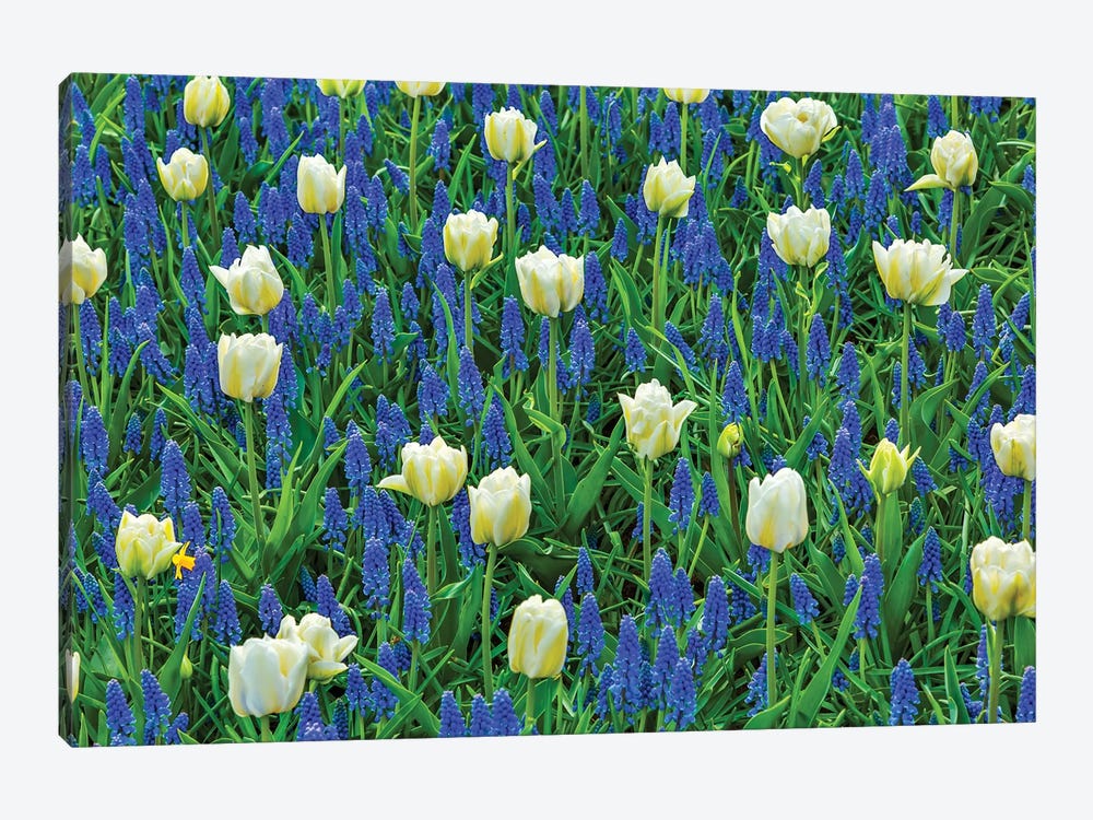 White Tulips And Blue Grape Hyacinths Fields, Lisse, Holland, Netherlands by William Perry 1-piece Canvas Artwork