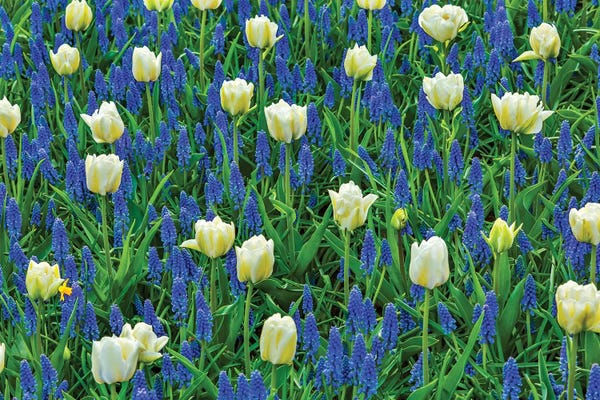 William Perry: White Tulips And Blue Grape Hyacinths Fields, Lisse, Holland, Netherlands by William Perry
