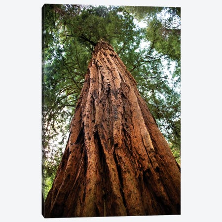 Low-Angle View Of An Old Growth Coast Redwood, Muir Woods National Monument, Golden Gate National Recreation Area, California Canvas Print #WPE1} by William Perry Canvas Wall Art