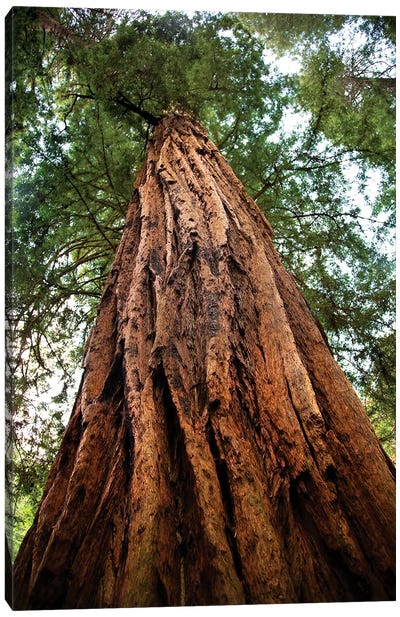 Low-Angle View Of An Old Growth Coast Redwood, Muir Woods National Monument, Golden Gate National Recreation Area, California Canvas Art Print - Tree Close-Up Art