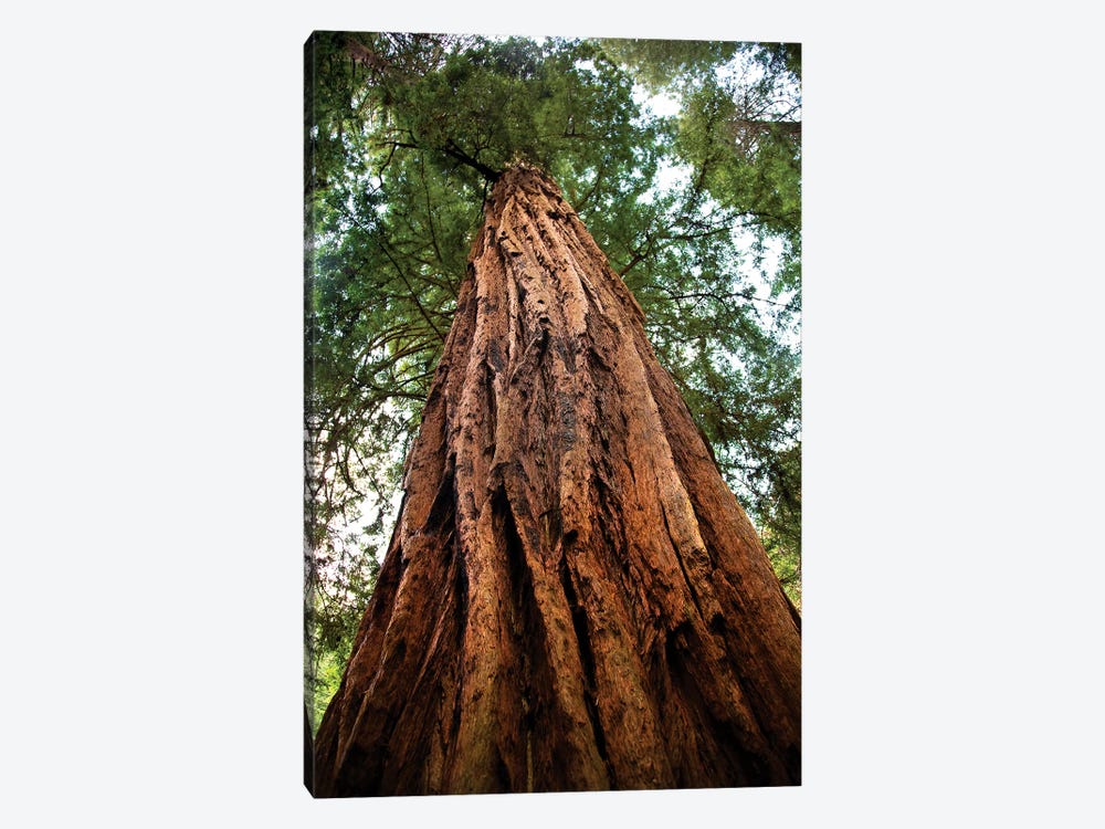 Low-Angle View Of An Old Growth Coast Redwood, Muir Woods National Monument, Golden Gate National Recreation Area, California by William Perry 1-piece Canvas Artwork