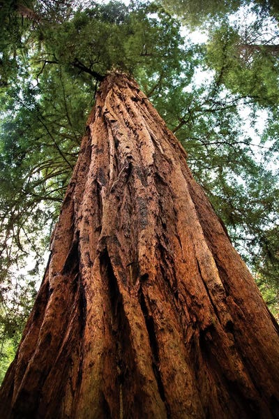 Nature Close-Ups: Low-Angle View Of An Old Growth Coast Redwood, Muir Woods National Monument, Golden Gate National Recreation Area, California by William Perry