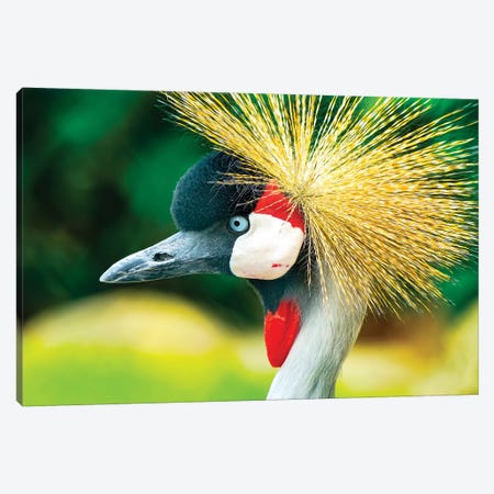 Southern Crowned Crane (Balearica regulorum) Canvas Print #WPE20} by William Perry Canvas Print