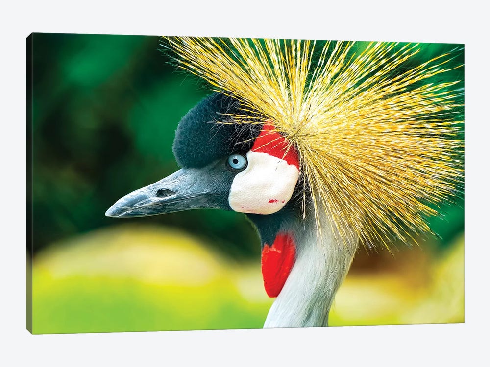 Southern Crowned Crane (Balearica regulorum) by William Perry 1-piece Canvas Art