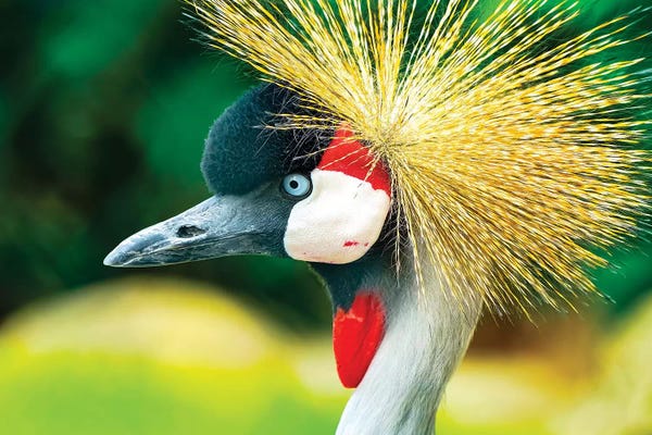 William Perry: Southern Crowned Crane (Balearica regulorum) by William Perry