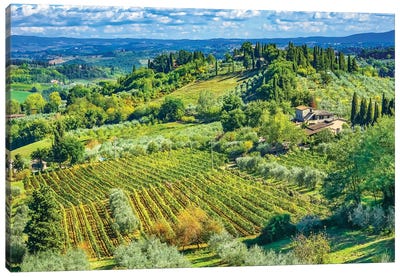 Tuscan Vineyard, San Gimignano, Tuscany, Italy Canvas Art Print