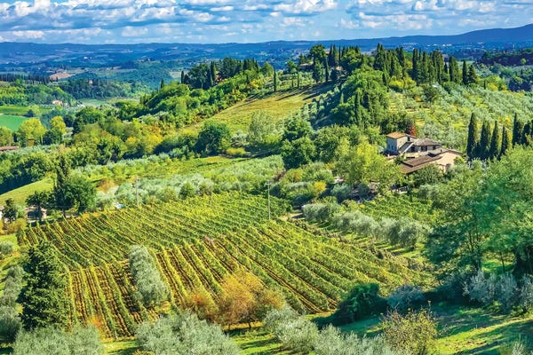 William Perry: Tuscan Vineyard, San Gimignano, Tuscany, Italy by William Perry