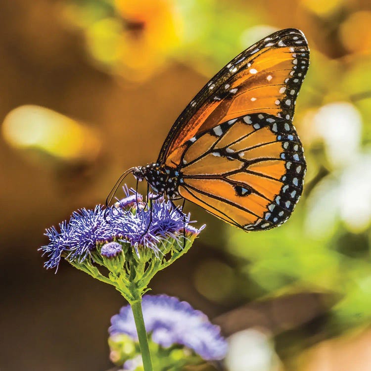 Queen Butterfly On Blue Weed Flower Native To North And South America