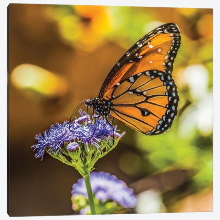 Queen Butterfly On Blue Weed Flower Native To North And South America Canvas Print #WPE41} by William Perry Canvas Print