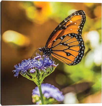 Queen Butterfly On Blue Weed Flower Native To North And South America Canvas Art Print