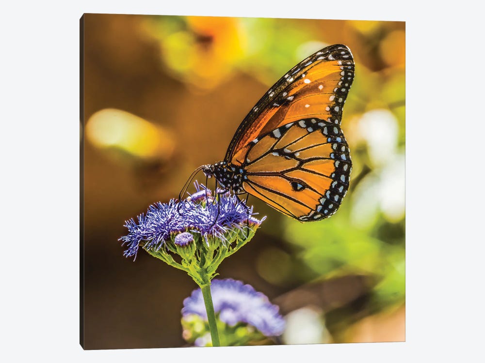 Queen Butterfly On Blue Weed Flower Native To North And South America by William Perry 1-piece Canvas Print