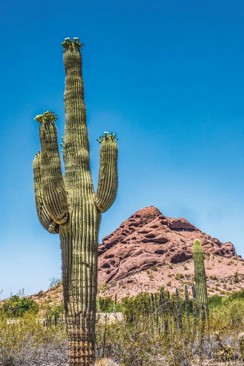 Saguaro Cactus Blooming, Brown Mountain, Desert Botanical Garden, Phoenix, Arizona