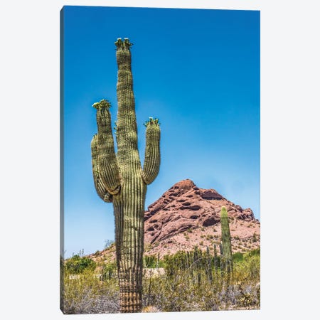 Saguaro Cactus Blooming, Brown Mountain, Desert Botanical Garden, Phoenix, Arizona Canvas Print #WPE42} by William Perry Canvas Art Print