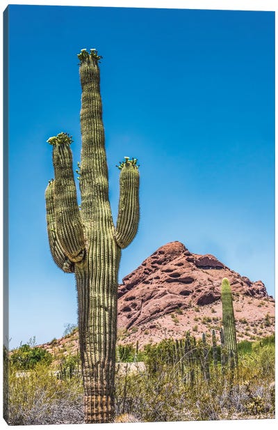 Saguaro Cactus Blooming, Brown Mountain, Desert Botanical Garden, Phoenix, Arizona Canvas Art Print - Phoenix Art