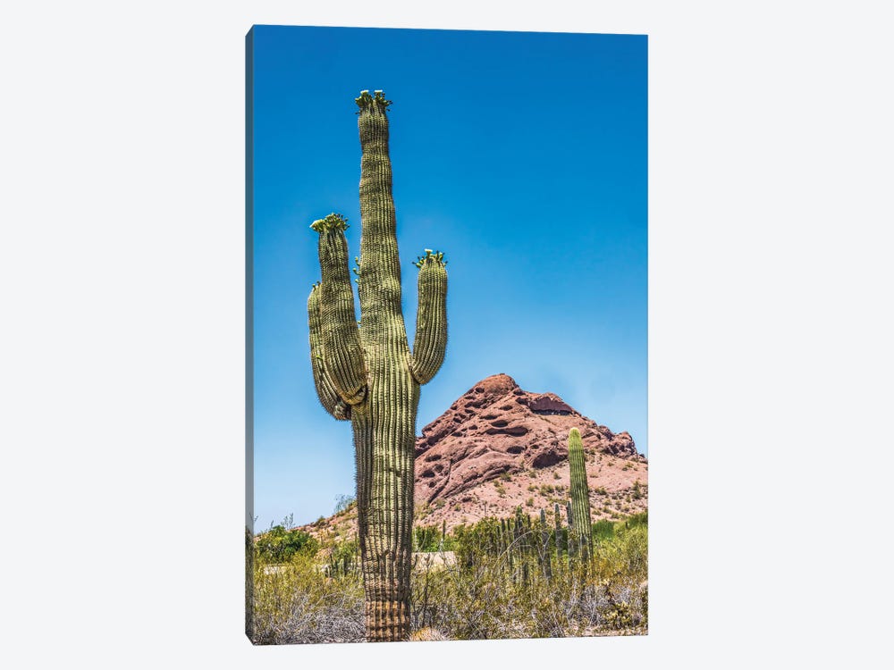 Saguaro Cactus Blooming, Brown Mountain, Desert Botanical Garden, Phoenix, Arizona by William Perry 1-piece Canvas Artwork