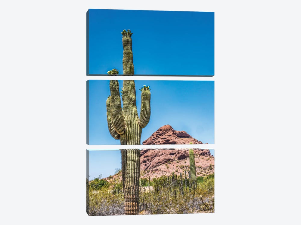 Saguaro Cactus Blooming, Brown Mountain, Desert Botanical Garden, Phoenix, Arizona by William Perry 3-piece Canvas Wall Art
