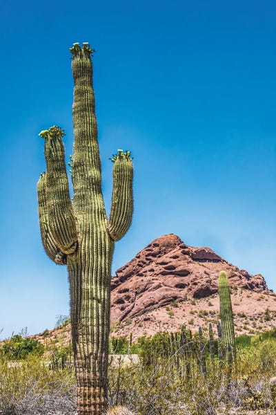 Phoenix: Saguaro Cactus Blooming, Brown Mountain, Desert Botanical Garden, Phoenix, Arizona by William Perry