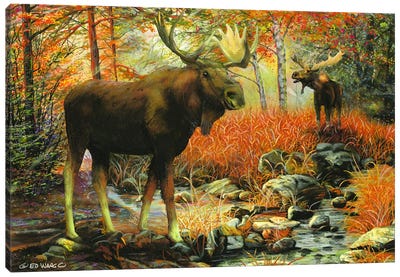 Call of the Wild Canvas Art Print