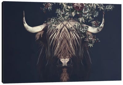 Highlander II Canvas Art Print - Highland Cow Art