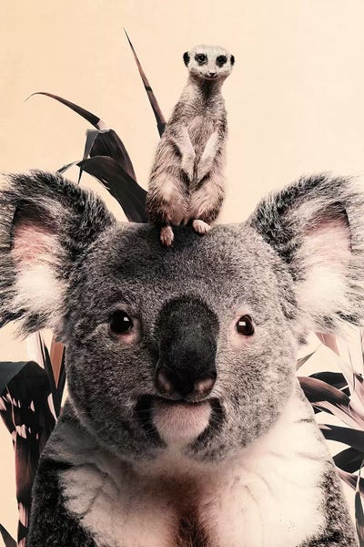 Wouter Rikken: Koala Meerkat Dreamteam by Wouter Rikken