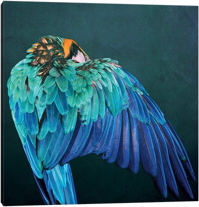 Parrot Wing Canvas Art Print - Wouter Rikken