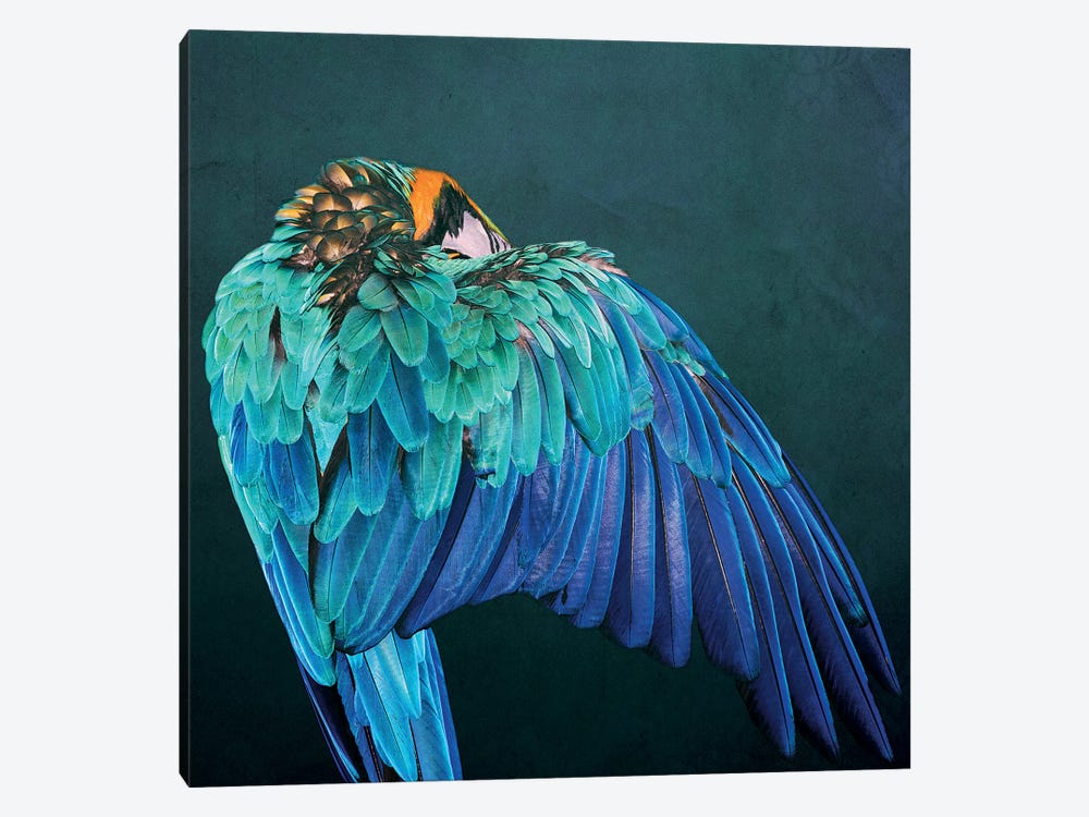 Parrot Wing by Wouter Rikken 1-piece Canvas Print