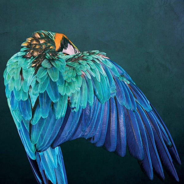 The Art Of The Feather: Parrot Wing by Wouter Rikken
