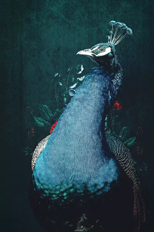 Peacock II