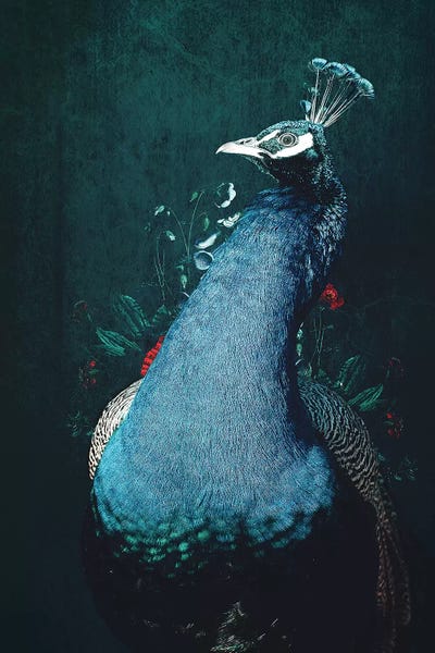 Peacocks: Peacock II by Wouter Rikken