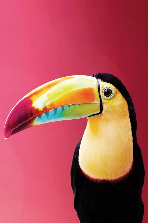 Toucan by Wouter Rikken wall art