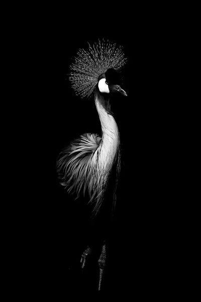 Wouter Rikken: Dark Crane by Wouter Rikken