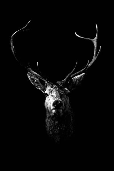 Deer: Dark Deer by Wouter Rikken