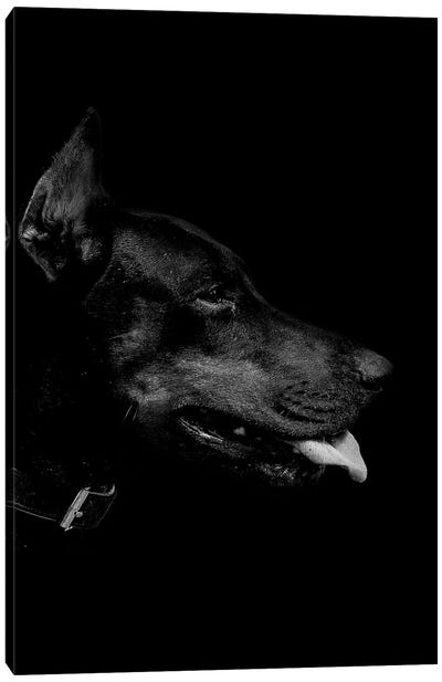 Dark Dobermann Canvas Art Print - Animal & Pet Photography