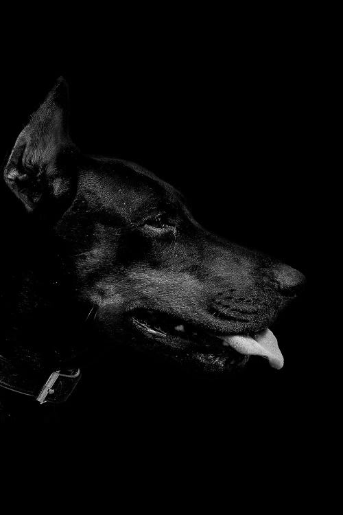 Dark Dobermann by Wouter Rikken wall art
