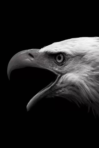 Wouter Rikken: Dark Eagle by Wouter Rikken