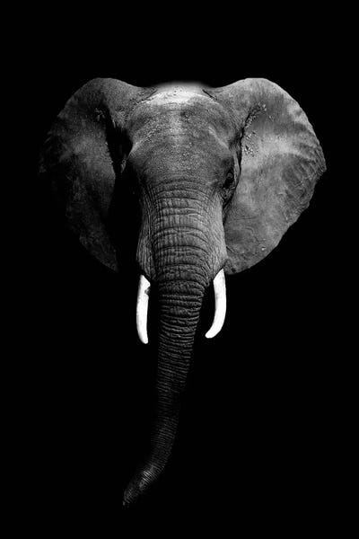 Elephants: Dark Elephant I by Wouter Rikken