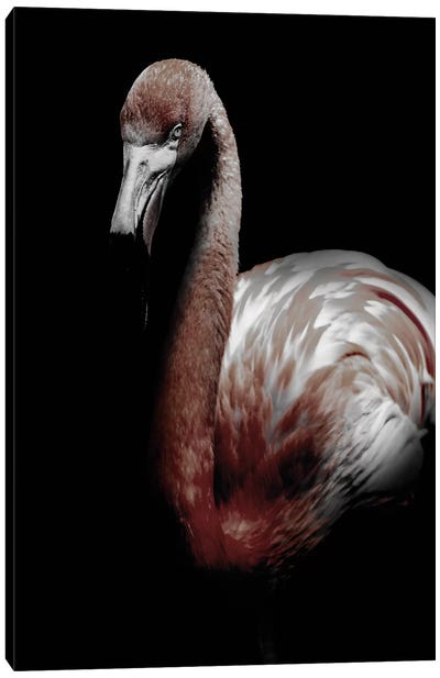 Dark Flamingo Canvas Art Print - Wouter Rikken