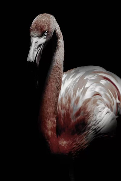 Wouter Rikken: Dark Flamingo by Wouter Rikken
