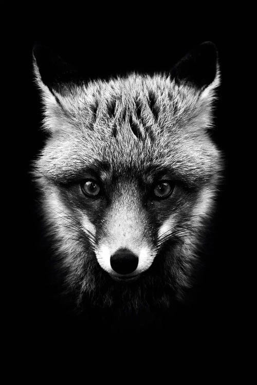 Dark Fox