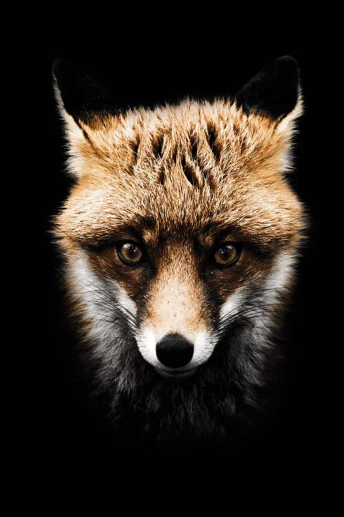 Dark Fox, Color by Wouter Rikken wall art