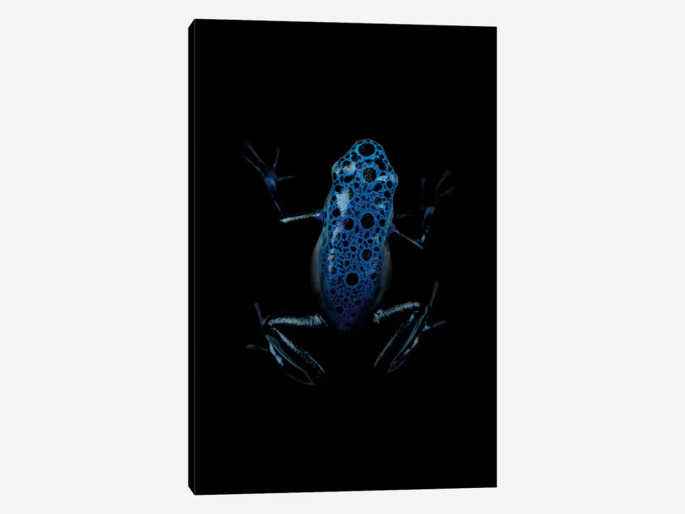 Dark Frog by Wouter Rikken 1-piece Canvas Art Print