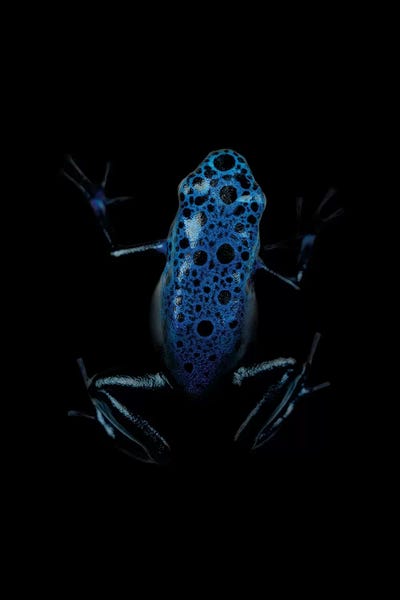 Frogs: Dark Frog by Wouter Rikken