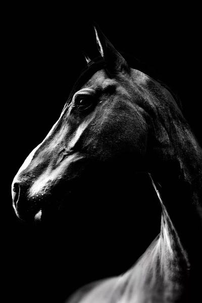 Dark Horse by Wouter Rikken framed canvas print