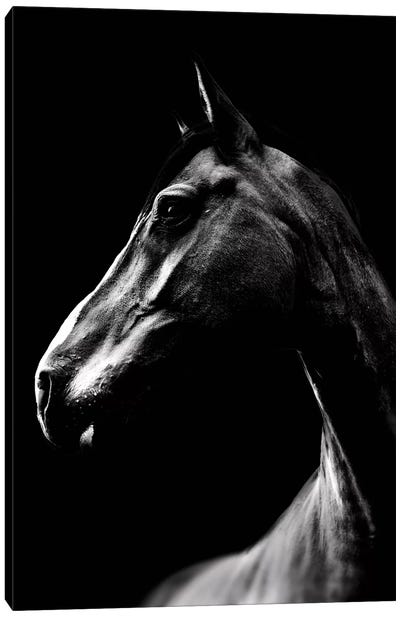 Dark Horse Canvas Art Print - Wouter Rikken
