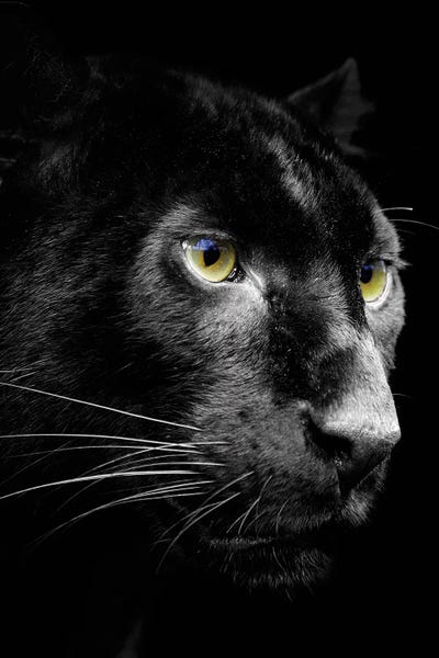 Wouter Rikken: Dark Jaguar by Wouter Rikken