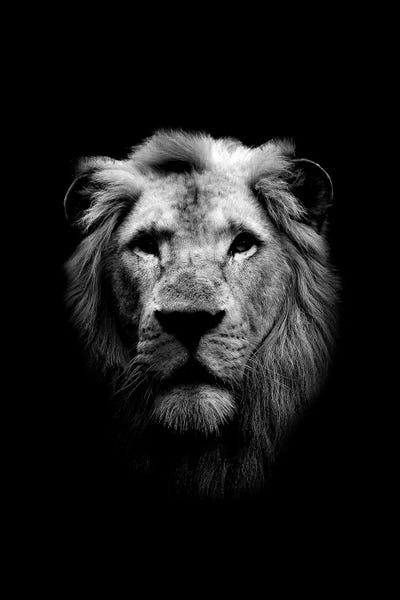 Wouter Rikken: Dark Lion by Wouter Rikken