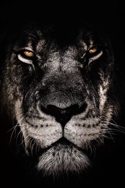 Lions: Dark Lion, Close-Up by Wouter Rikken