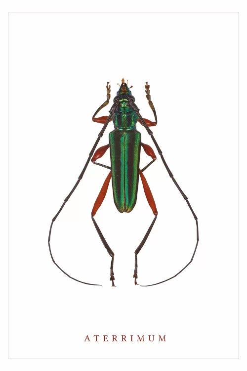 Aterrimum Beetle