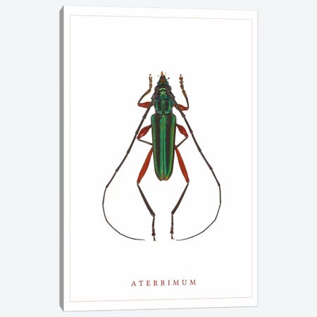 Aterrimum Beetle Canvas Print #WRI2} by Wouter Rikken Canvas Art