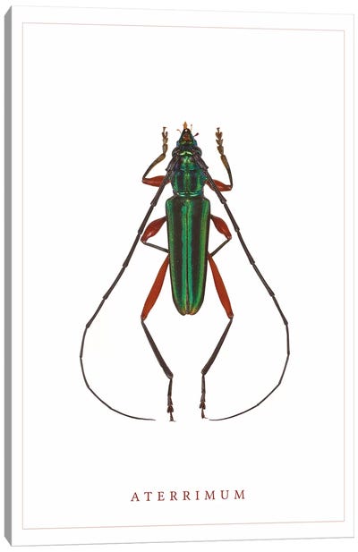 Aterrimum Beetle Canvas Art Print - Science Art